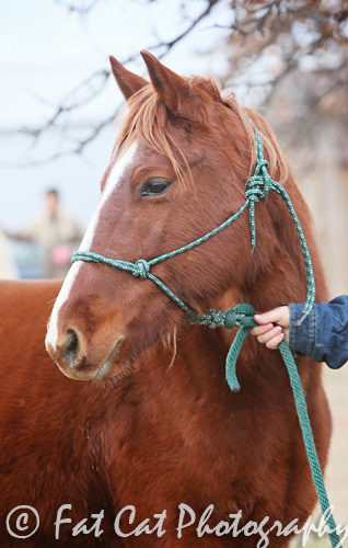 Dobbin