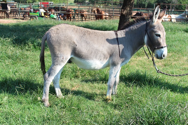 Sage the Donkey