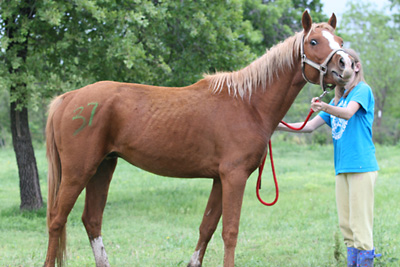 Big Red