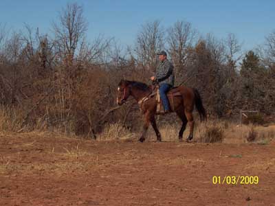 Cookie under saddle