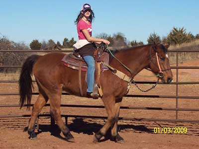 Cookie under saddle