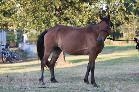 Duchess, June 2009