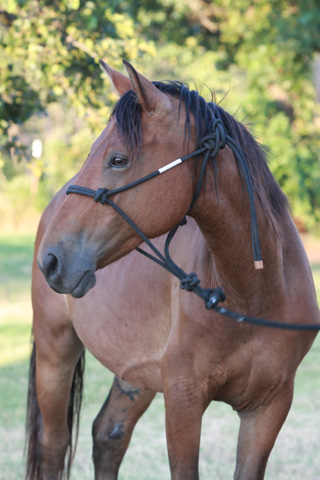 Duchess, June 2009