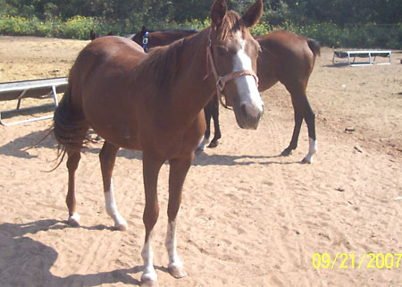 Gingersnap, September 2007