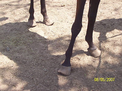 Haley's hooves when seized