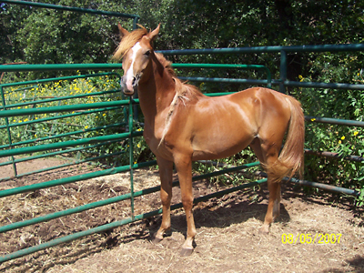 Kuzco, August 2007