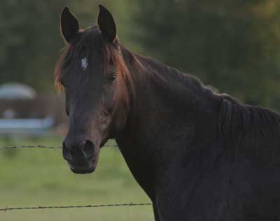 Layla, 2008 - in her new home