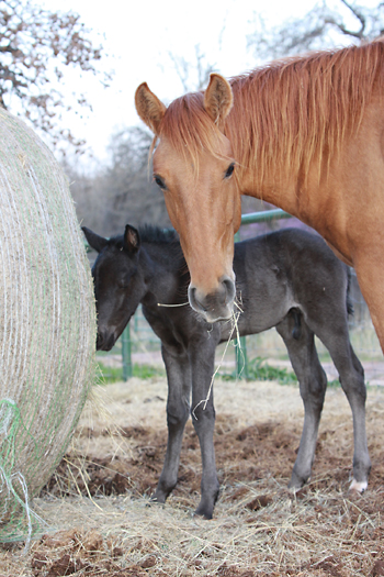 Livia and her new colt Bolt