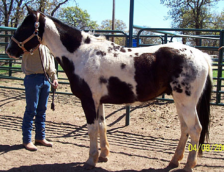 Merlin