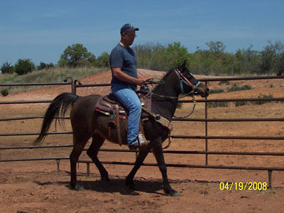 Mooney under saddle