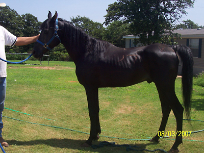 Moses, August 2007