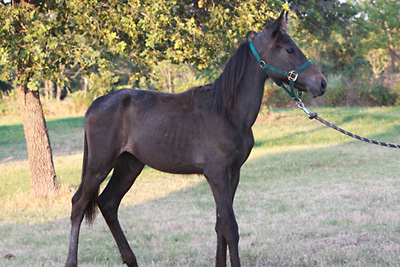 Onyx, June 2009