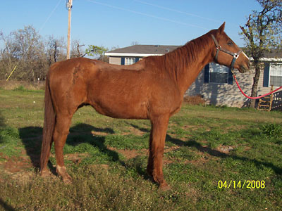 Prince, April 2008