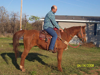 Prince under saddle