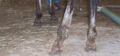 Spirit's hooves when seized