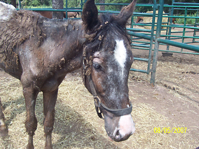 Spirit, August 2007