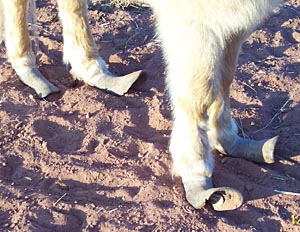 Tonka's hooves