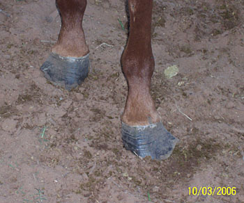 Josey's hooves