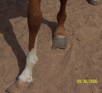 Reno's hooves