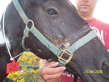 Sores from embedded halter