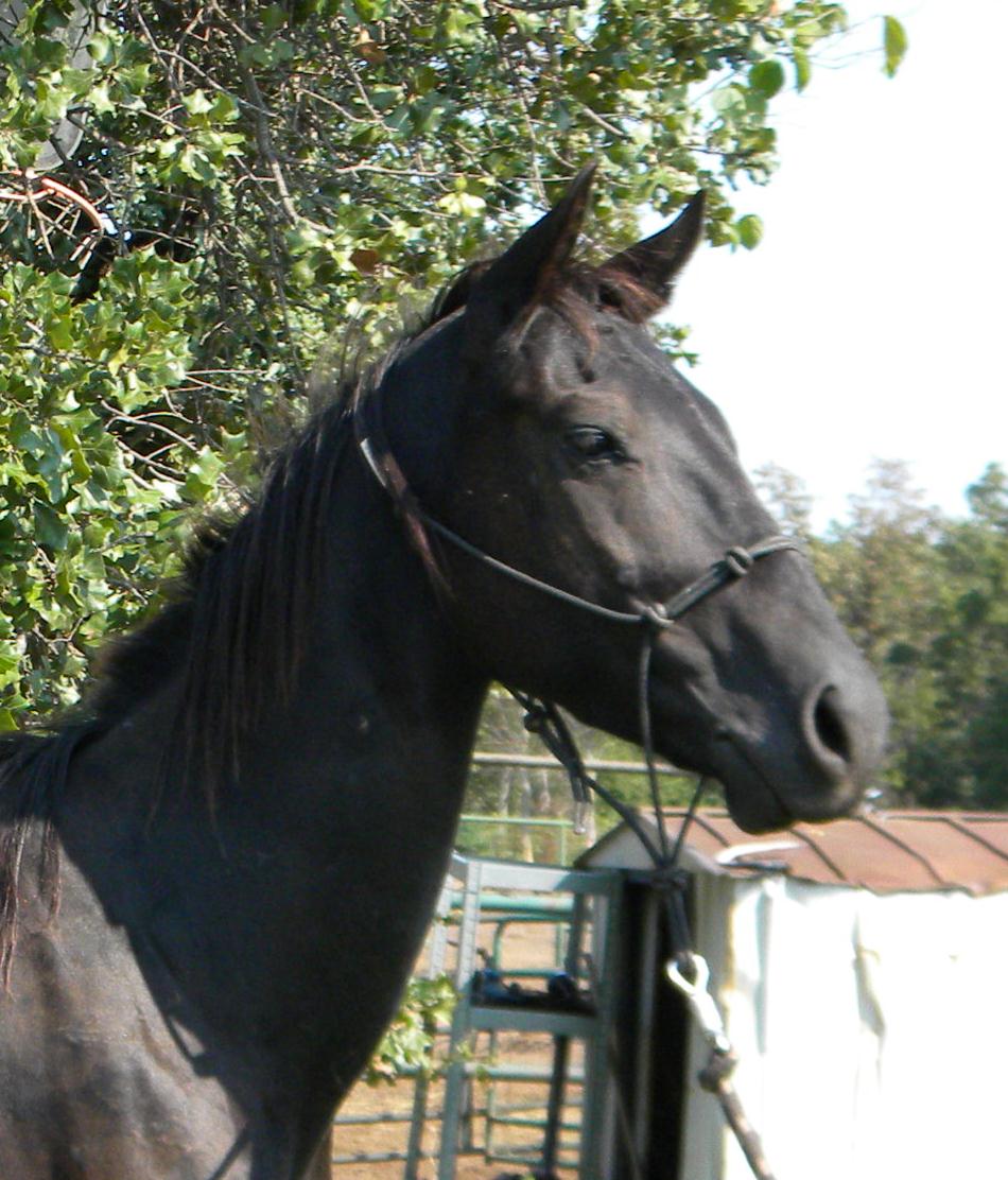 Echo