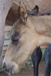 Sandy's baby, Cheyenne