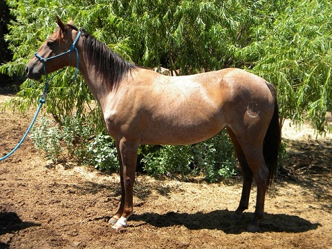 Cidar