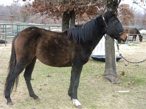 fidget horse