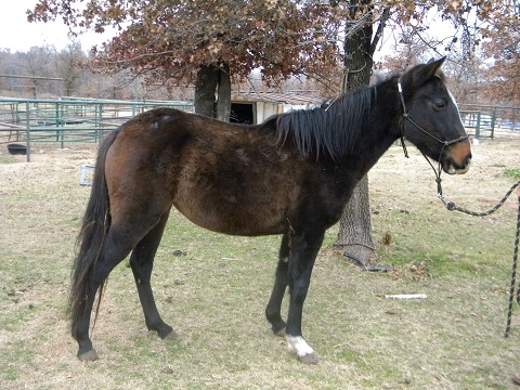 fidget horse
