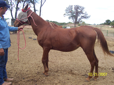 Jasmine, October 2007