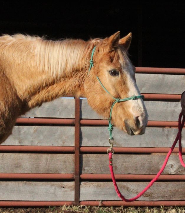 Blaze's Tribute Equine Rescue - Adopted Horses